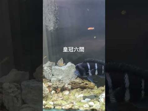 皇冠六間混養|皇冠六間魚的飼養注意事項（1圖）